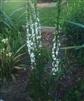 Pale Spiked Lobelia