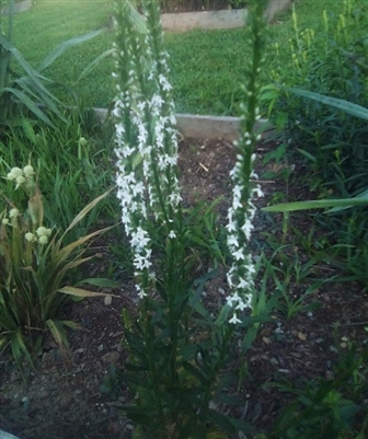 Pale Spiked Lobelia