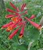 Trumpet Honeysuckle