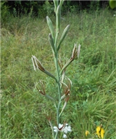 False Aloe