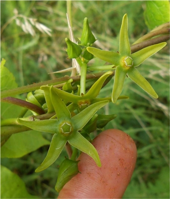 Anglepod Milkvine