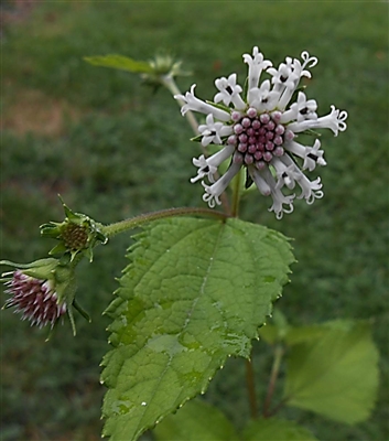 Snow Squarestem