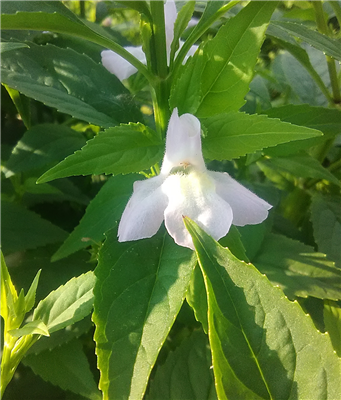 Winged Monkeyflower