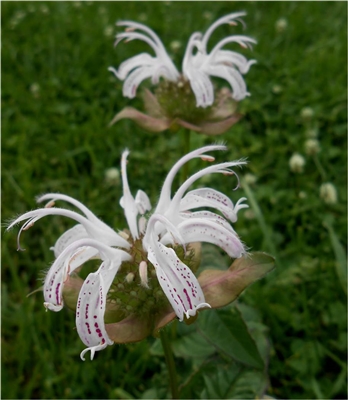 Eastern Bergamot