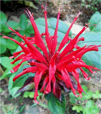 Scarlet Beebalm