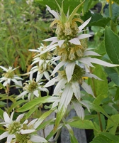 Spotted Beebalm