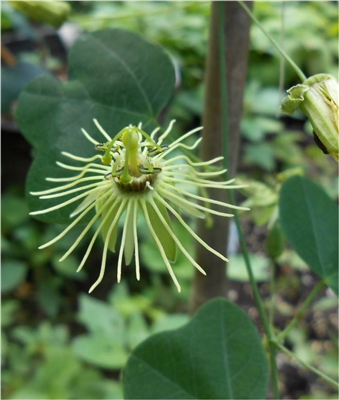 Yellow Passion Vine