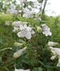 Foxglove Beardtongue