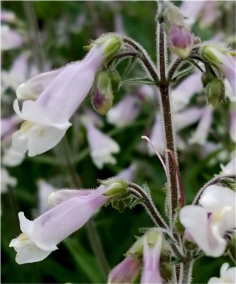 Hairy Beardtongue