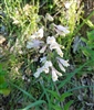 Pale Beardtongue