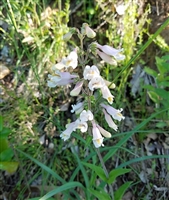 Pale Beardtongue