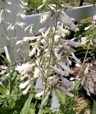 Eastern Whiteflower Beardtongue
