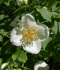 Appalachian Mock Orange