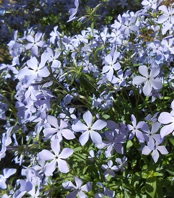 Wild Blue Phlox