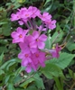 Garden Phlox