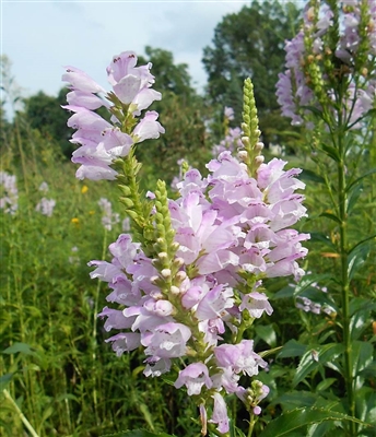 Obedient Plant