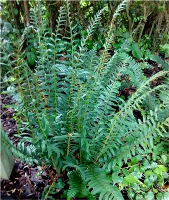 Christmas Fern