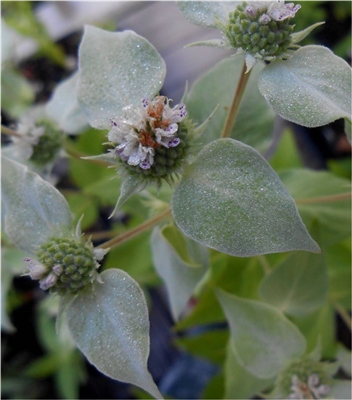 Clustered Mountain Mint