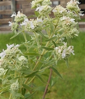 American Mountain Mint