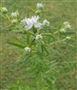 Virginia Mountain Mint