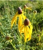 Grey-headed Coneflower