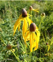 Grey-headed Coneflower