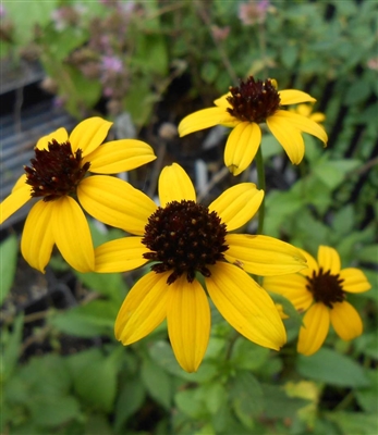 Brown-eyed Susan