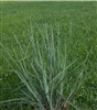 Little Bluestem