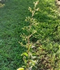 Figwort