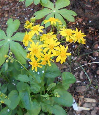 Golden Ragwort