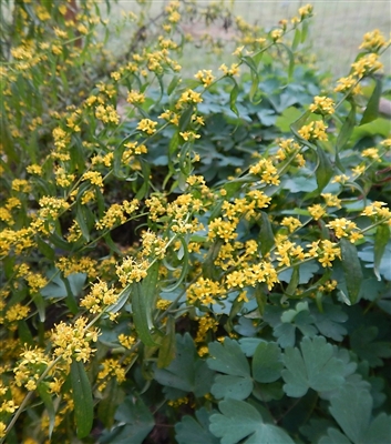 Blue-stemmed Goldenrod