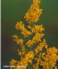 Gray Goldenrod