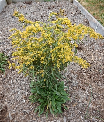 Downy Goldenrod