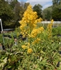 Showy Goldenrod