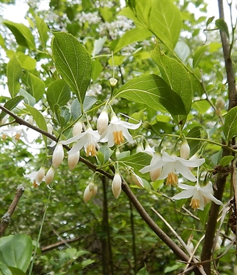 American Snowbell