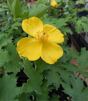 Celandine Poppy