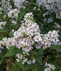 Drummond's Aster