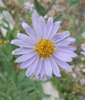 Smooth Blue Aster