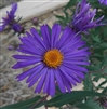 New England Aster