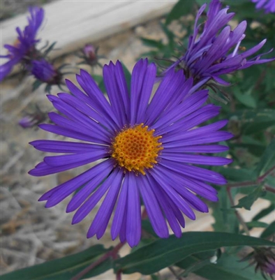 New England Aster