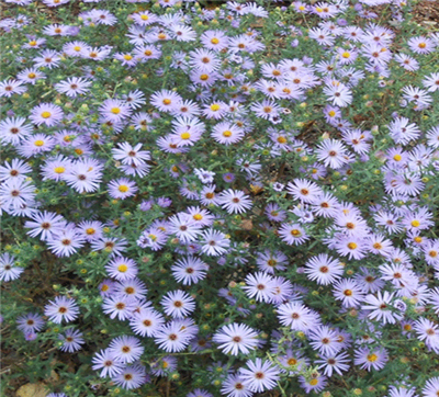 Aromatic Aster