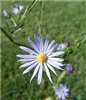 Sky Blue Aster