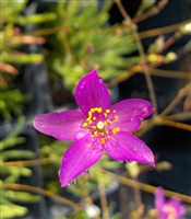 Limestone Fameflower