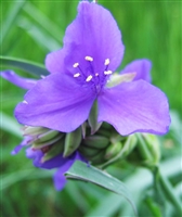 Ohio Spiderwort