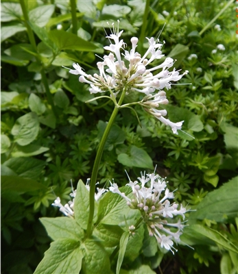 Large Flower Valerian