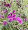 Missouri Ironweed