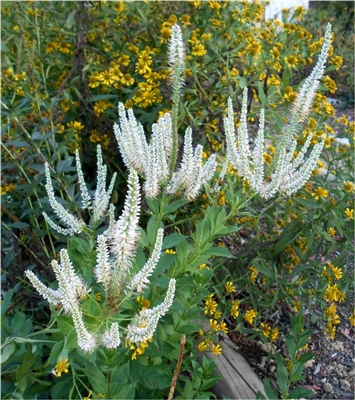 Culver's Root