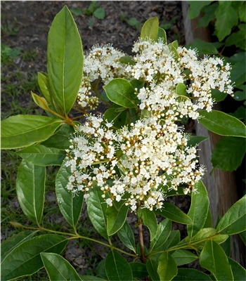 Possumhaw Viburnum