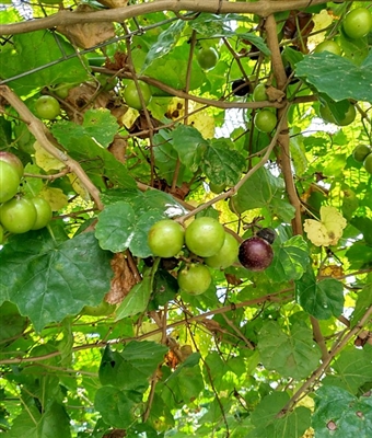 Muscadine Grape