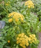 Golden Alexanders